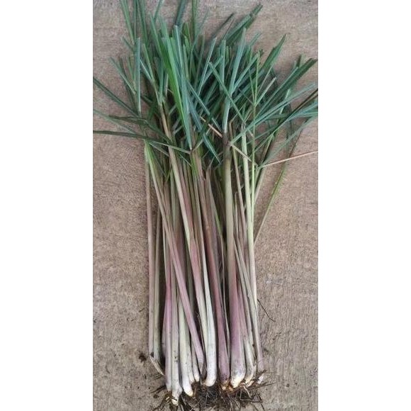 

Terlaris Ready Bibit Sereh Wangi Isi 10 Batang