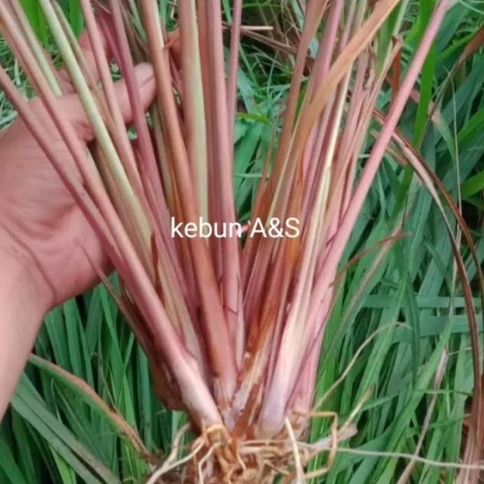 

Terlaris Promo Sereh Merah / Sereh Wangi Tanaman Herbal Bibit (100G) Murmer Berkualitas Ready .