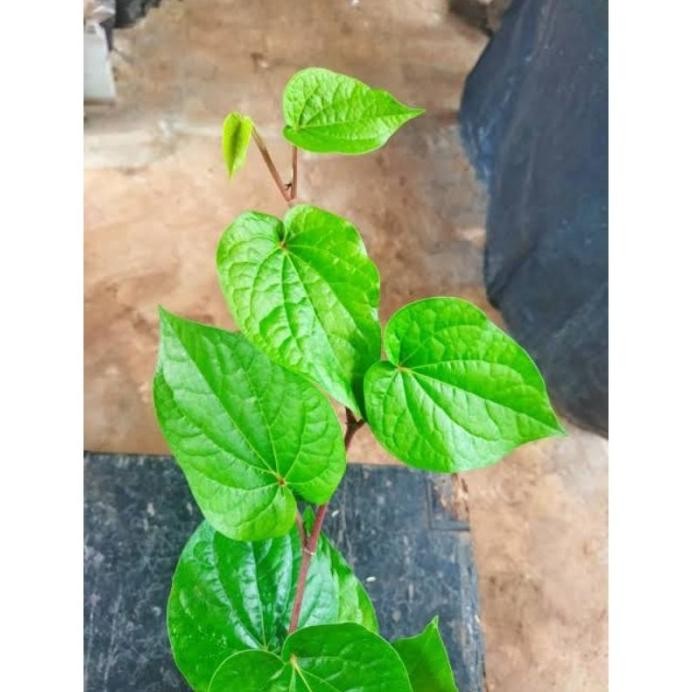 

Terlaris ( Bisa Cod ) Tanaman Herbal Sirih Hijau Banyak Manfaat / Pohon Obat Herbal Sirih Hijau Berkhasiat / Bibit Tanaman Sirih Ijo