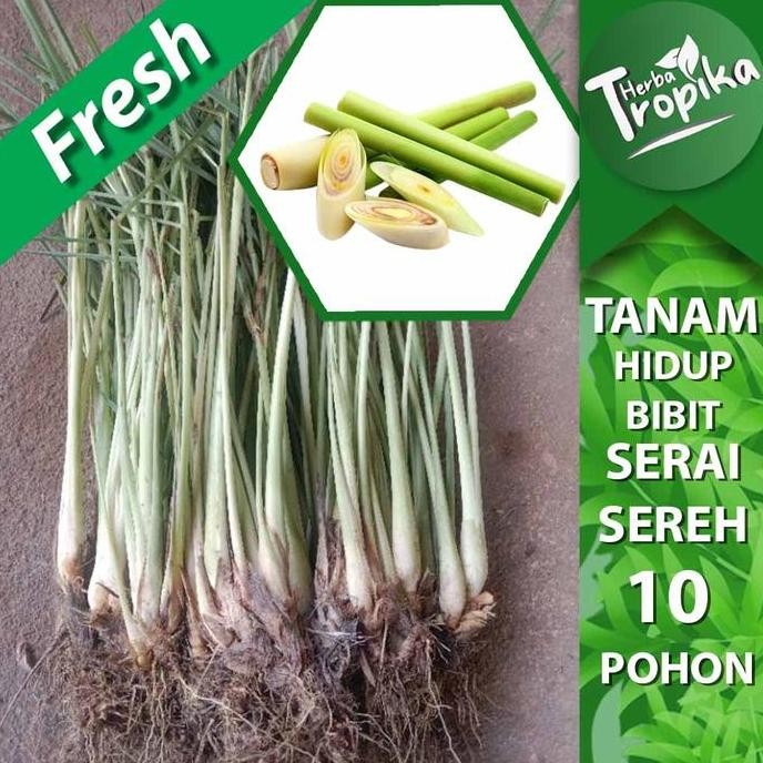 

Terlaris Bibit Sereh Serai Sayur Isi 10 Bibit Sudah Berakar Toko Herba Tropika