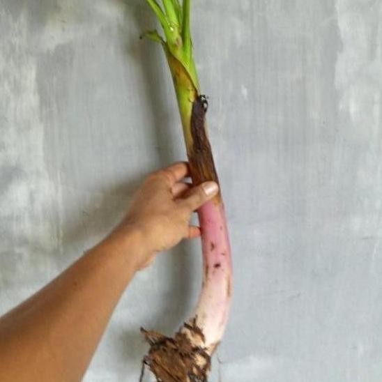

Terlaris Bonggol Pisang Raja Sereh/Tunas Pisang Raja/Bibit Pisang Raja/Pohon Azz