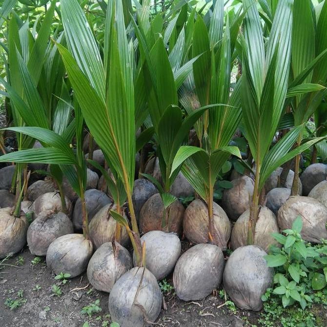 bibit kelapa kopyor kultur jaringan PREMIUM