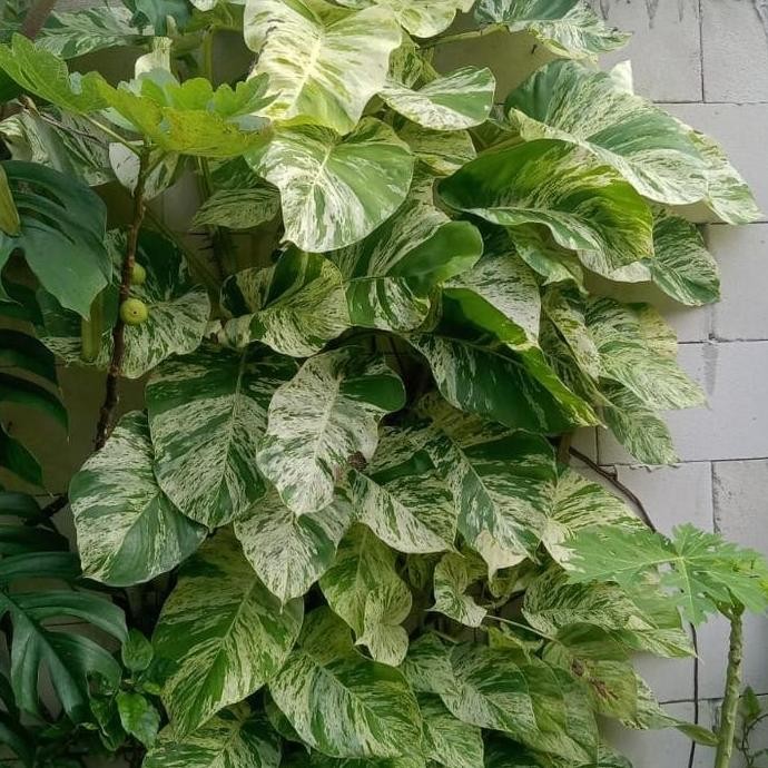 

Terlaris Bibit Sirih Gading Jumbo Panjang 100-150 Cm