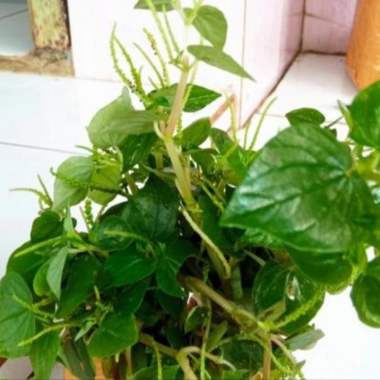 

Terlaris Bibit Tanamah Sirih Cina-Ketumpang Air-Daun Suruhan