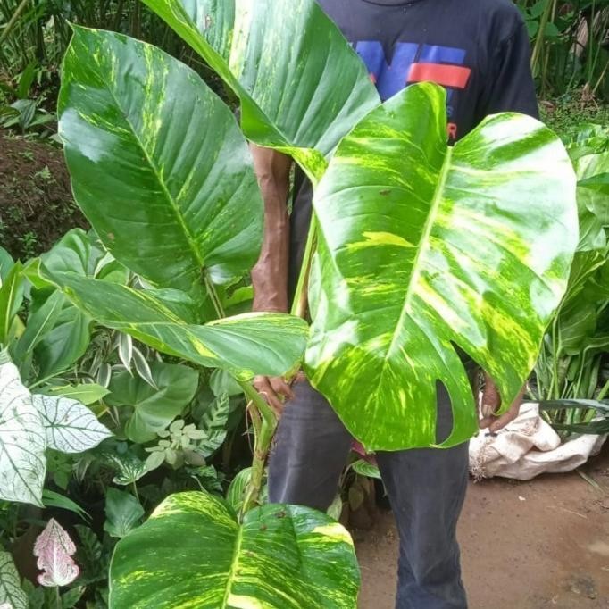 

Terlaris Terlaris Bibit Bonggol Sirih Gading Varigata Jumbo Epipremnum