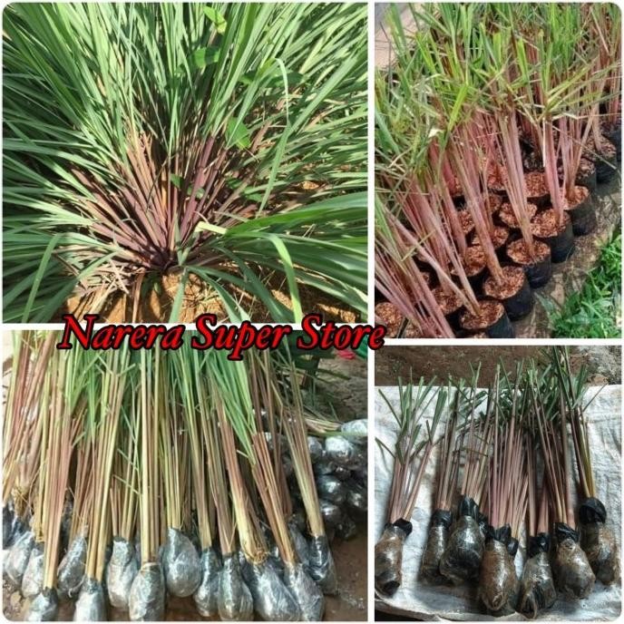 

Terlaris Readyyy Bibit Sereh Merah Lanang Serai Sere Wangi Tanaman Obat Herbal Alami