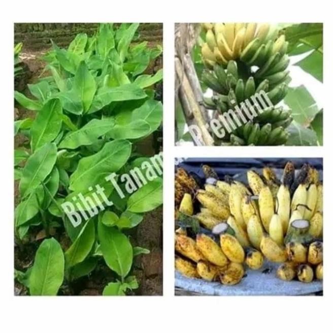 

Terlaris Bibit Tunas Pohon Pisang Raja Sereh Garing Atv