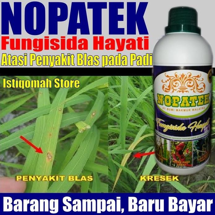

Terlaris Nopatek Fungisida Hayati Obat Atasi Penyakit Kresek Dan Blas Pada Padi