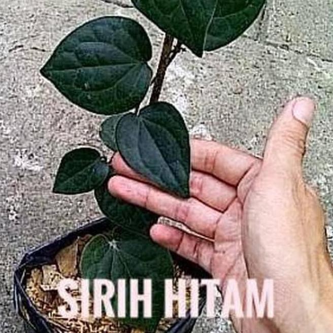 

Terlaris Terlaris Uk Bibit Tanaman Daun Sirih Hitam (Obat Herbal) Ng3Trend