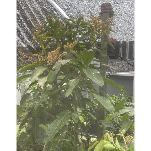 Bibit tanaman buah mangga - pohon mangga siap berbuah - bibit mangga PREMIUM