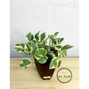 

Terlaris Sirih Gading Enjoy Bibit