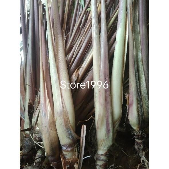 

Terlaris Jual Bibit Sereh Merah Serei Wangi Per 10 Tangkay Fsyoos 6134Tu