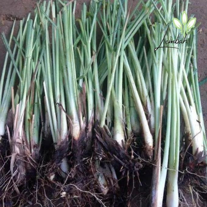 

Terlaris Benih Sereh Masak Termurah Per Bibit Berkualitas