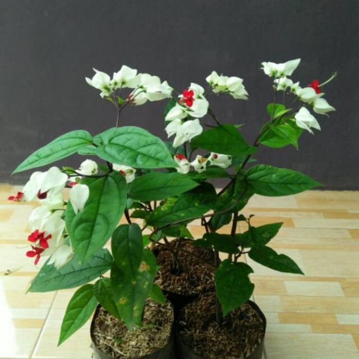 

Terlaris ( Bisa Cod ) Promo Tanaman Hias Nona Makan Sirih / Bunga Hias Nona Makan Sirih / Bibit Tanaman Bunga Nona Makan Sirih