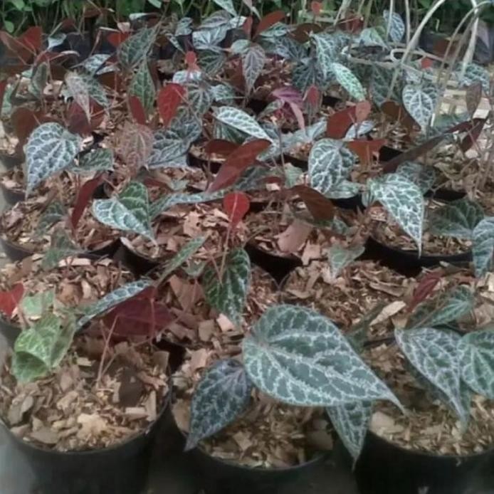 

Terlaris Bibit Sirih Merah (Organik) Asli Merah. Qfhjyf 8080Mx