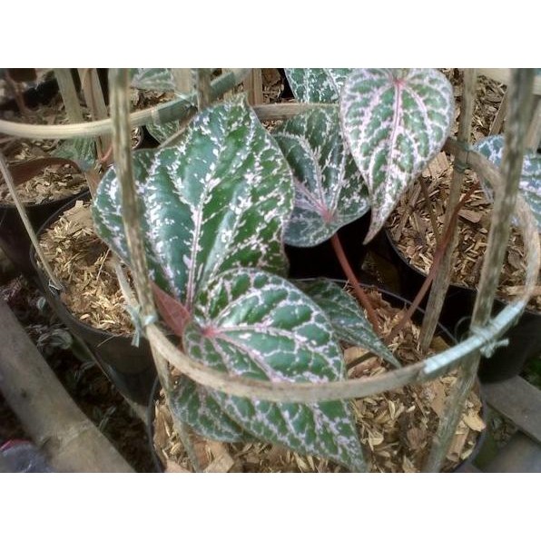 

Terlaris Bibit Tanaman Sirih Merahpohon Sirih Merahpiper Ornatum