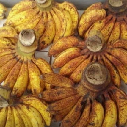 

Terlaris Bibit Tanaman Buah Pisang Raja Sereh Pohon Pisang Raja Serehb Mmz