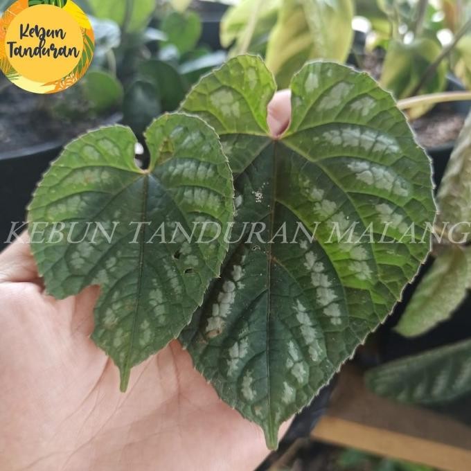 

Terlaris Sirih Keraton Bibit Tanaman Hias Merambat Sirih Pbmgkz 3121Gf