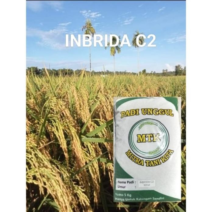 

Terlaris Benih Padi Inbrida C2 Kemasan 5 Kg