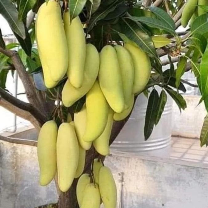 bibit tanaman buah mangga golek india pohon mangga golek PREMIUM