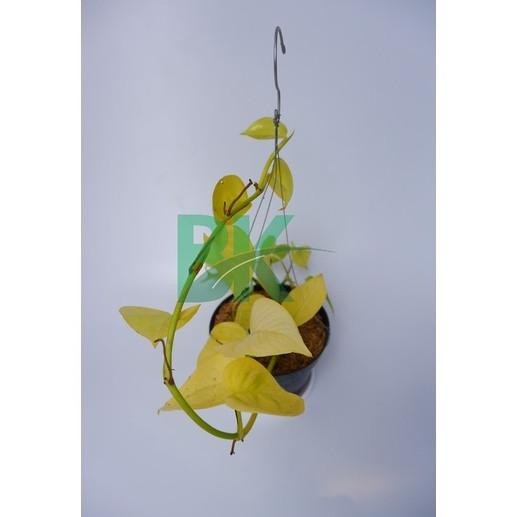 

Terlaris Sirih Neon - Bibit Sirih Gading Neon / Sirih Gading Lemo Bekgsa 3644Fr