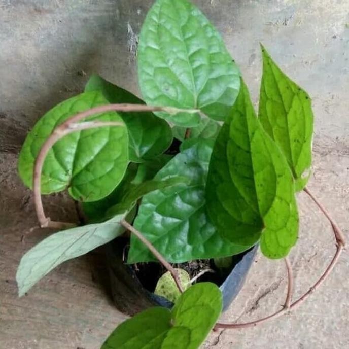 

Terlaris Bibit Tanaman Herbal Sirih Hijau - Pohon Sirih Hijau Yakefh 1006Hu