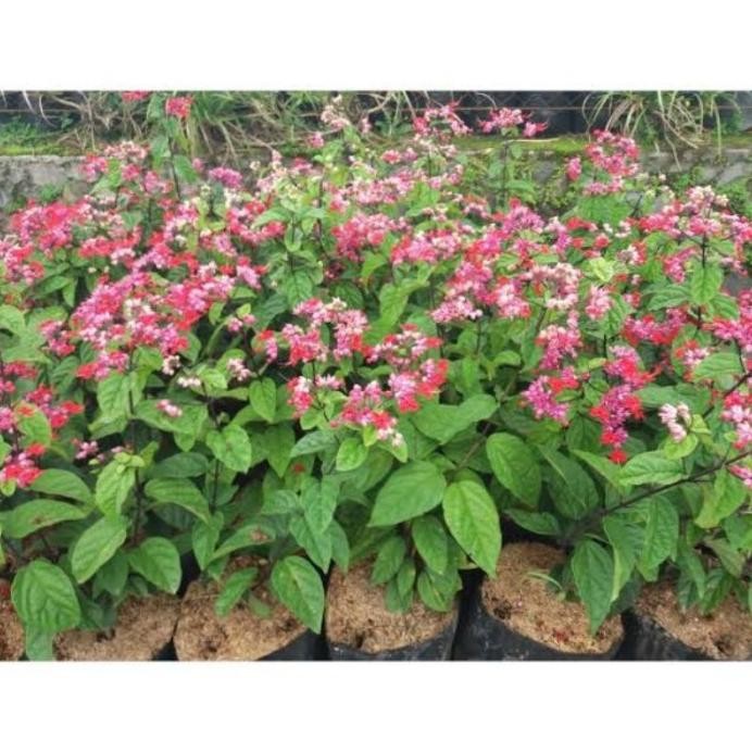 

Terlaris Bibit Tanaman Bunga Nona Makan Sirih/Bunga Rambat Bjanfr 8479Js