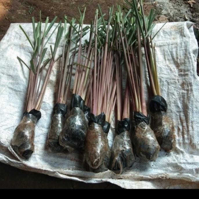 

Terlaris Bibit Pohon Sereh Merah /Sereh Wangi / Isi 3 Biji