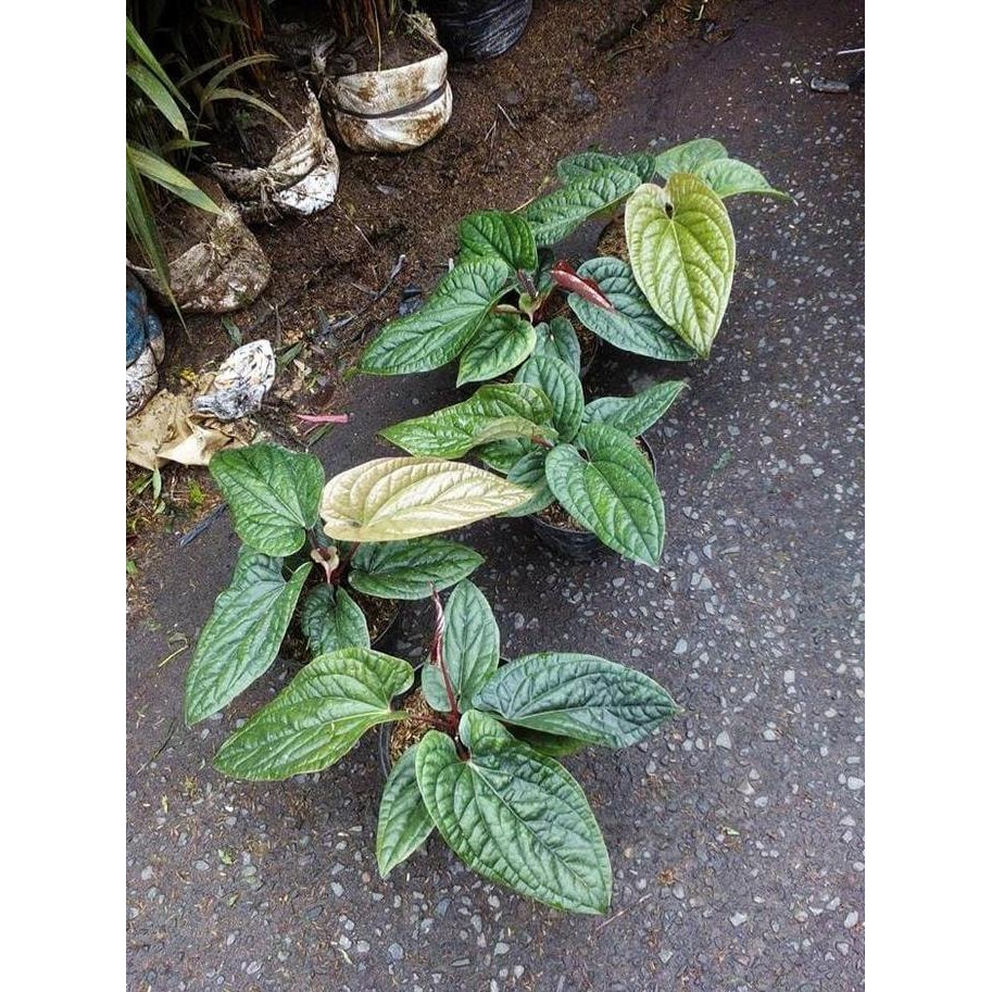 Terlaris Bibit Tanaman Anthurium Sirih Dewasa