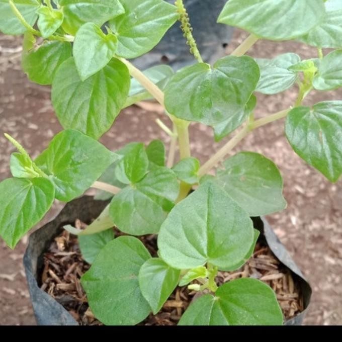 

Terlaris Bibit Tanaman Daun Sirih Cina/ Ketumpang Air/ Daun Suruhan Rimbun