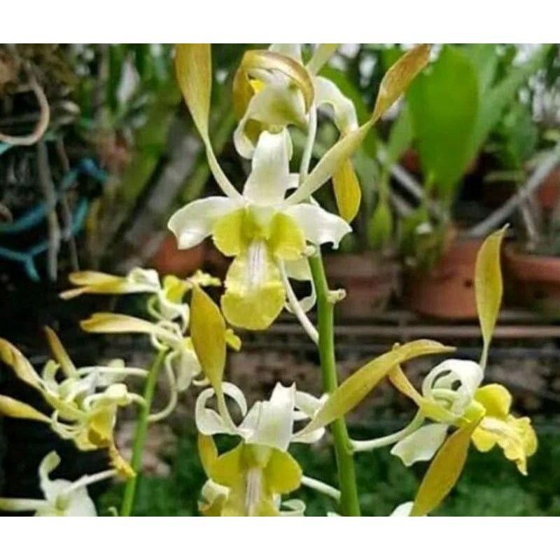 Anggrek Dendrobium Keriting Chancausudah Spike/Knop