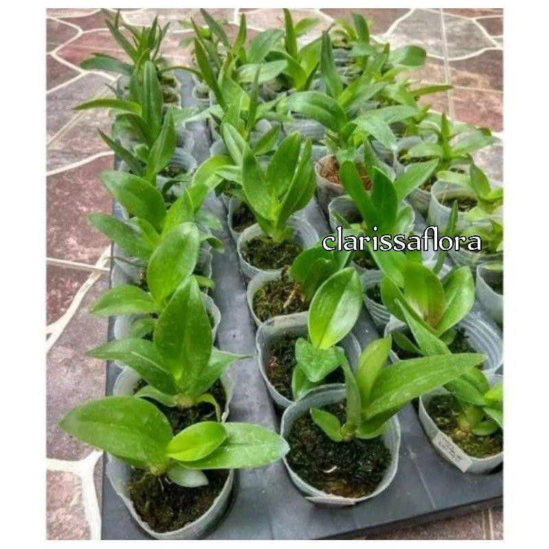 Seedling Anggrek Dendrobium Stratiotes