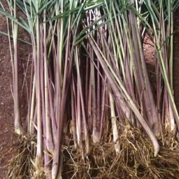 

Terlaris Bibit 1Kg Sereh Merah