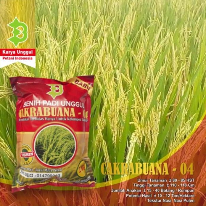 

Terlaris Padi Padi Cakrabuana 04 Unggul