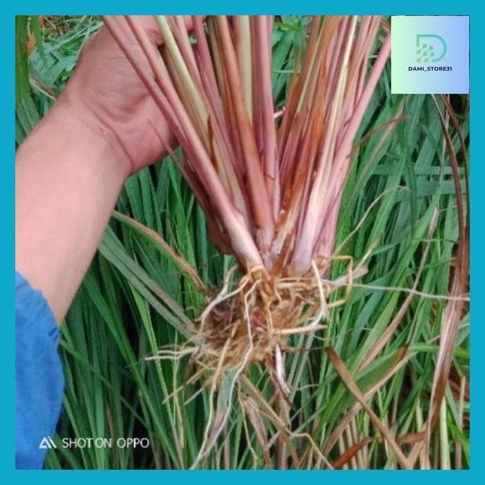 

Terlaris Dami_ Sereh Merah 500 Gram Bibit Serey Wangi