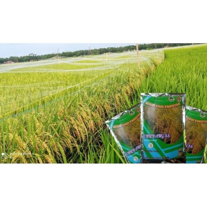 

Terlaris Benih Padi Ciherang Ss Kmasan Repack 1Kg Original Premium Quality