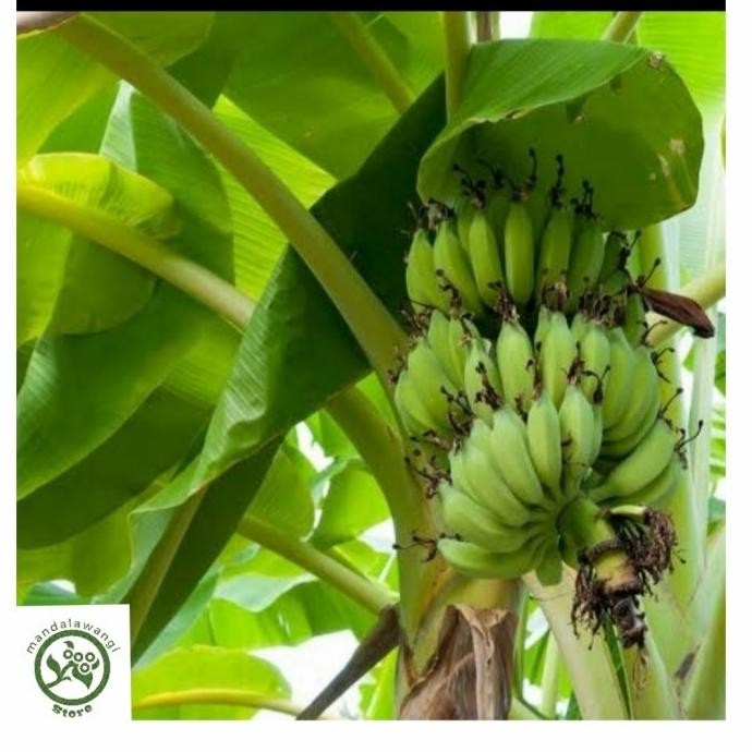 

Terlaris Paket 5 Bibit Pisang Raja Sereh Unggulan Mmz