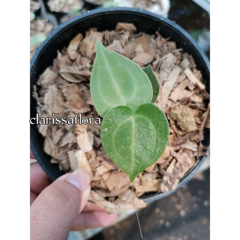 Tanaman Kuping Gajah Tarantula - Pohon Tarantula - Tanaman Hias