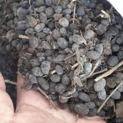 

Terlaris Pupuk Kandang Kotoran Kambing Murni