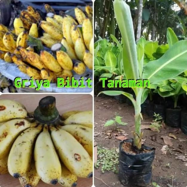 

Terlaris Bibit Pisang Raja Sereh Atau Pisang Susu Griya Bibit Tanaman