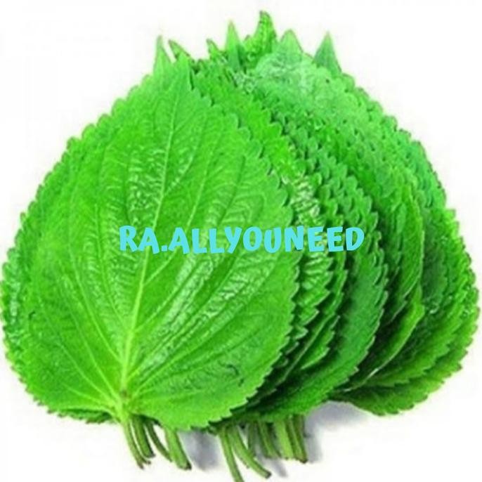 

Terlaris Perila Leaf Fresh /Daun Wijen Muda Untuk Bungkusan Bbq 100Gr