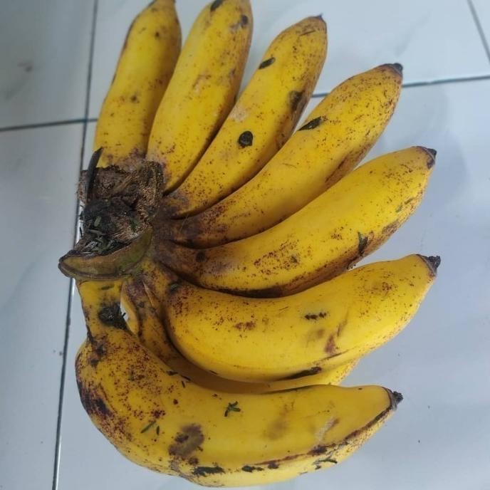 

Terlaris Pohon Bibit Tanaman Pisang Raja Sereh - Susu