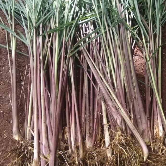 

Terlaris Bibit Sereh Merah // Tanaman Obat Serai Wangi Merah Sereh Merah