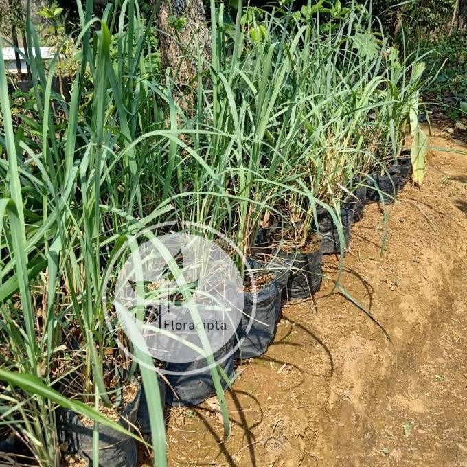 

Terlaris Bibit Pohon Sereh Sayur - Tanaman Sereh Rempah Untuk Masak