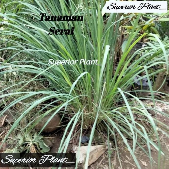 

Terlaris Bibit Tanaman Daun Sereh Bumbu Daun Serai