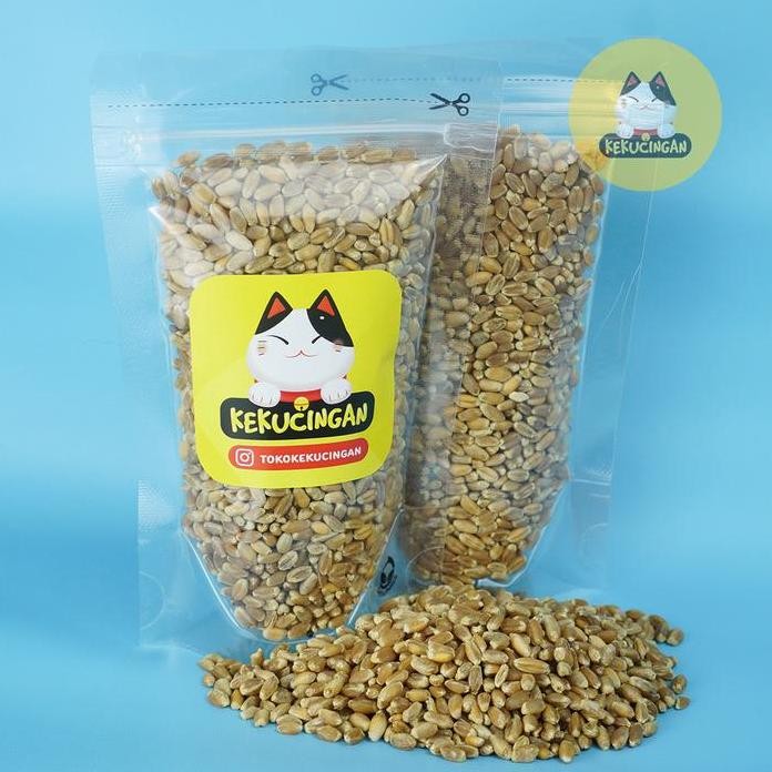 

Terlaris Biji Gandum Cokelat Reguler Sachet Benih Rumput Kucing 100 Gr