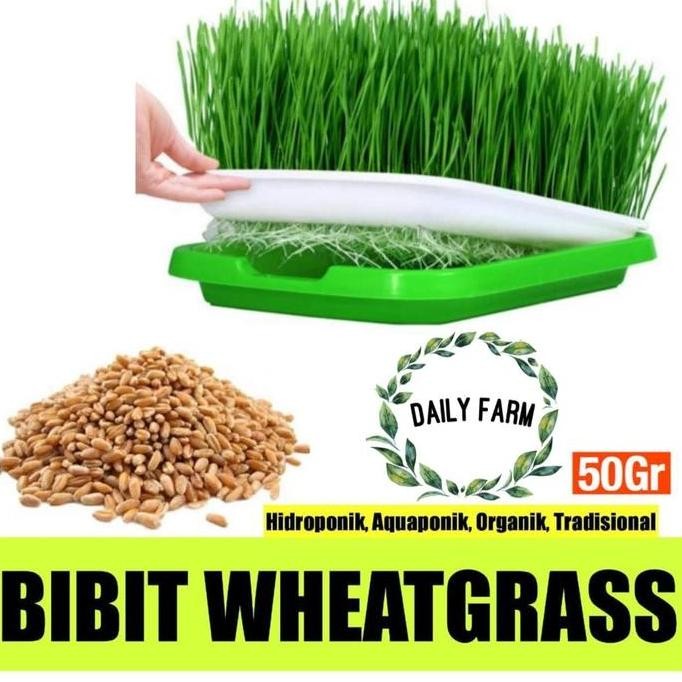 

Terlaris Benih Wheat Grass - Wheatgrass / Rumput Gandum / Import
