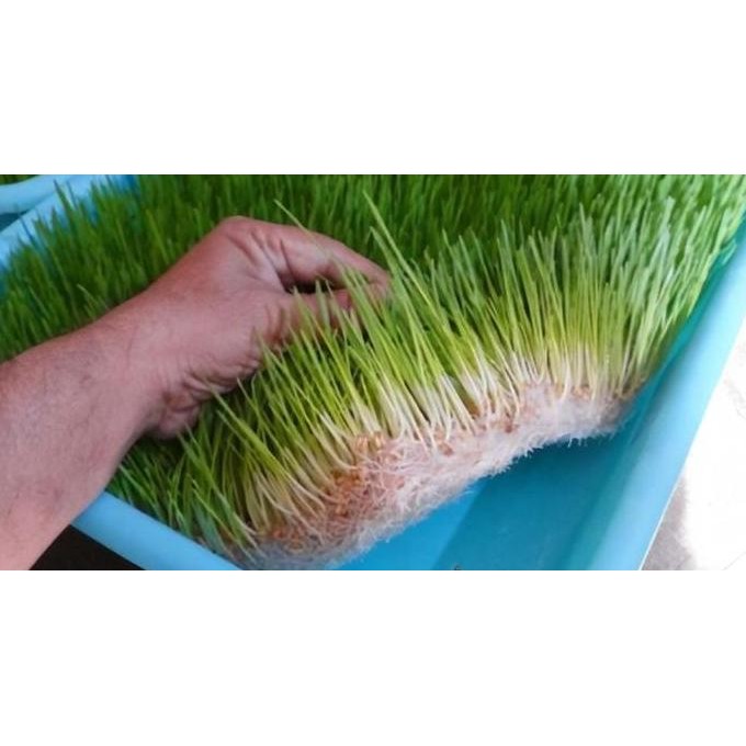 

Terlaris Benih Rumput Gandum Wheatgrass Wheat Grass Microgreen