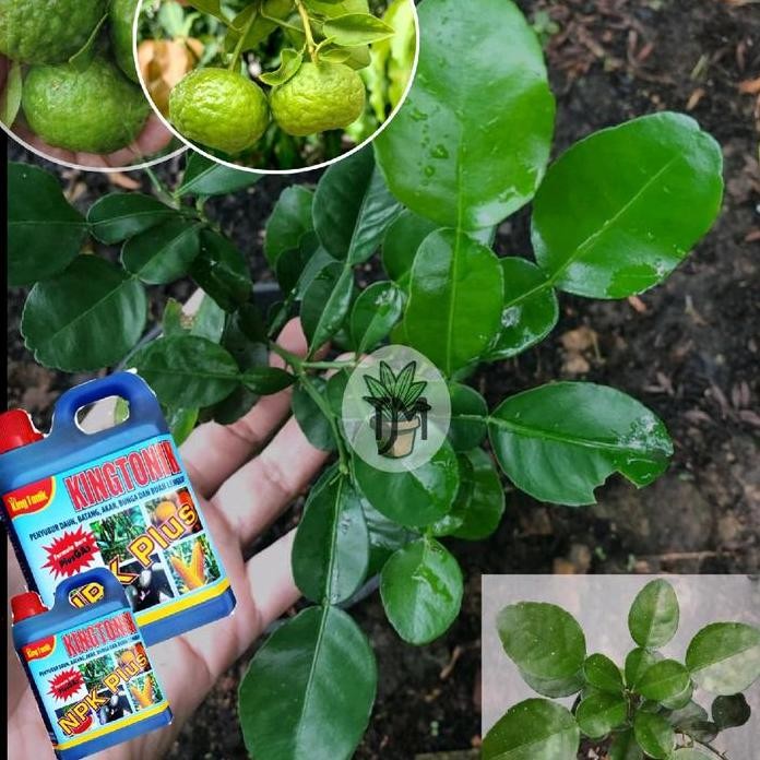 

Terlaris Pupuk Npk Plus King Tonik Untuk Tanaman Jeruk Purut