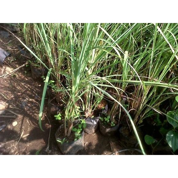 

Terlaris Bibit Sereh/Serai Minyak Serai / Sereh Hyismg 2878Ke